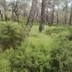 Θεσσαλονικη: Αλεξ. Δημητρακόπουλος, πρόεδρος του τμήματος Δασολογίας και Φυσικού Περριβάλλοντος ΑΠΘ : “Το δάσος της Δαδιάς χάθηκε για πάντα”