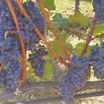 ΕΙΔΙΚΟ ΘΕΜΑ: Περονόσπορος, χαλάζι και καύσωνας «χτύπησαν» φέτος τα σταφύλια με αντίκτυπο στον τρύγο, αλλά παρόλα αυτά αναμένονται κρασιά υψηλής ποιότητας