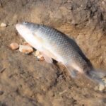 ΕΙΔΗΣΕΙΣ ΣΕ ΒΙΝΤΕΟ: Λάρισα: Νεκρά ψάρια στην ξηρά, από τις εργασίες άντλησης υδάτων