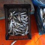 ΕΙΔΗΣΕΙΣ ΣΕ ΒΙΝΤΕΟ: Λέσβος: Σαρδέλα Καλλονής το πρώτο αλιευτικό προϊόν της Ελλάδας