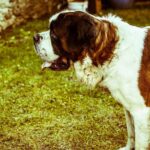 Ελβετία: Οι σκύλοι Αγίου Βερνάρδου αναλαμβάνουν νέο κοινωνικό ρόλο