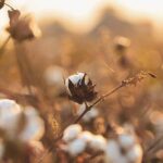 Θεσσαλονίκη:Σταθερότητα στις εξαγωγές ενδυμάτων και κλωστοϋφαντουργίας στο πρώτο 10μηνο φέτος – Το βαμβάκι υπό πίεση