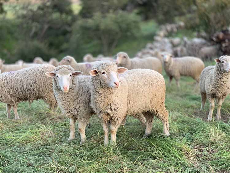 ΣΕΚ: Ανεπανόρθωτη η καταστροφή από τη θανάτωση προβάτων Πελαγονίας χωρίς τη διατήρηση DNA