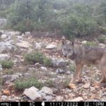 Θεσσαλονίκη: Θέση στις απόψεις περί υπερπληθυσμού των λύκων διατυπώνει η περιβαλλοντική οργάνωση “Καλλιστώ”