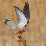 Θεσσαλονίκη: Τεχνητές φωλιές για το κιρκινέζι, τον “φίλο” του αγρότη, τοποθετήθηκαν σε οικισμούς κατά μήκος του ποταμού Αξιού