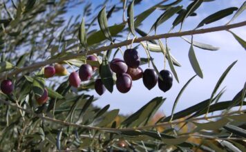 Υπογράφηκαν οι συμβάσεις για τα υλικά δακοκτονίας 2026–2028 και ξεκίνησαν ήδη οι παραδόσεις ελιές