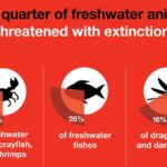 Περιβάλλον: Το ένα τέταρτο των ειδών που ζουν στο γλυκό νερό απειλείται με εξαφάνιση