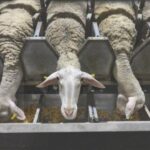 Βόλος: Σημαντική η συνεχής παρακολούθηση των μονάδων εκτροφής από κτηνιάτρους – Το ΑΠΕ-ΜΠΕ σε δύο κτηνοτροφικές μονάδες, στο Ελευθεροχώρι και το Αερινό