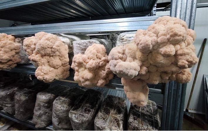 ΚΑΛΛΙΕΡΓΕΙΑΜΑΝΙΤΑΡΙΩΝ1