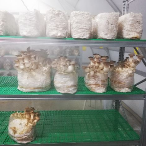 ΚΑΛΛΙΕΡΓΕΙΑΜΑΝΙΤΑΡΙΩΝ10