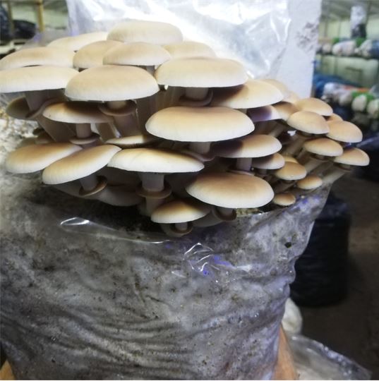 ΚΑΛΛΙΕΡΓΕΙΑΜΑΝΙΤΑΡΙΩΝ8