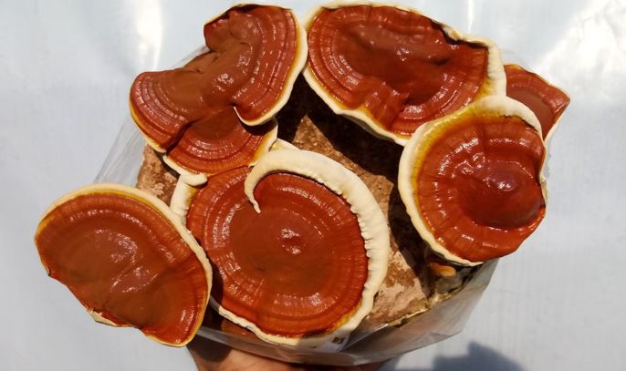 ΚΑΛΛΙΕΡΓΕΙΑ+ΜΑΝΙΤΑΡΙΩΝ+(9)