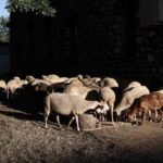 Το ΠΑΣΟΚ στον καθρέφτη του ΟΠΕΚΕΠΕ & η σιωπή που «ουρλιάζει» – Γράφει ο Νίκος Γ. Σακελλαρόπουλος