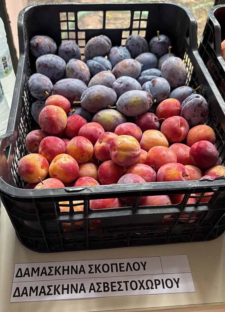 Δαμάσκηνα νέες ποικιλίες