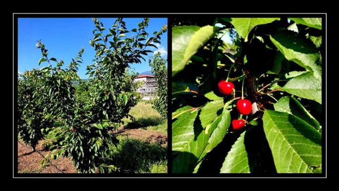 Κερασιά.jpeg