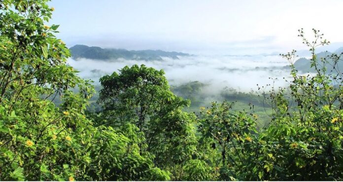 αμαζόνιος δάσος