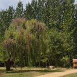 Κιλκίς: Τα «Χίλια Δέντρα» στις Μουριές έτοιμα να δώσουν … χιλιάδες ανάσες ζωής σε επισκέπτες, φυσιολάτρες, μαθητές και οικογένειες