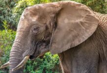 Επιστήμη: Ποιο είναι το μυστικό της επιδεξιότητας των ελεφάντων; Τα μουστάκια τους