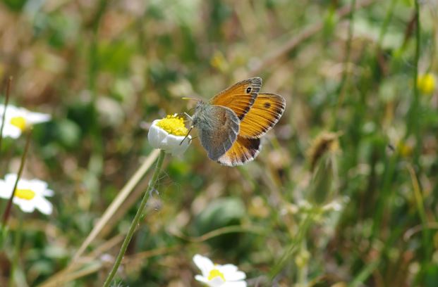 C.pamphilusFilippidis N