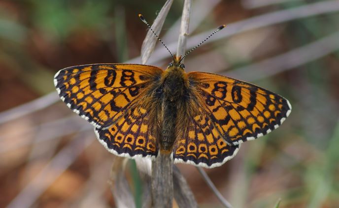 M.+cinxia+Filippidis_N