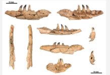 Θεσσαλονίκη: Ο Δράκος του Κόμοντο ζούσε πριν από 4 εκατομμύρια χρόνια στο Μεγάλο ΄Εμβολο, σύμφωνα με επιστημονική μελέτη