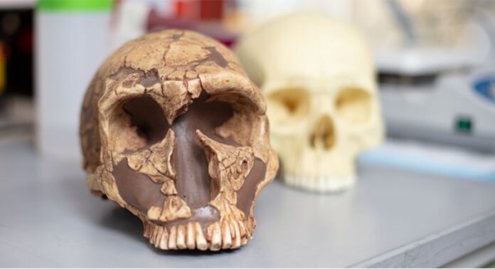 Muotri+Neanderthal+Skulls+desk+Kyle