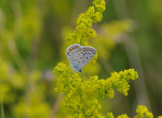 P.icarusFilippidis N