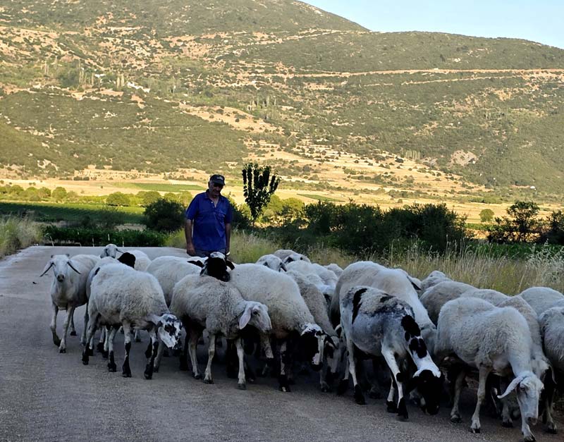 allos voskos pou synantisame