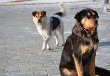 Αλεξάνδρεια: Ενημέρωση για τον χώρο φιλοξενίας αδέσποτων ζώων από τον αρμόδιο Αντιδήμαρχο του Δήμου Αλεξάνδρειας, Νικόλαο Γιαννάκη