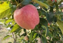 Νέο κεφάλαιο στην παραγωγή πολλαπλασιαστικού υλικού οπωροφόρων δένδρων στην Ελλάδα από τον ΕΛΓΟ-ΔΗΜΗΤΡΑ