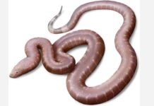 Θεσσαλονίκη: Παραδοξοφίδιο, νέο είδος προϊστορικού φιδιού ανακάλυψε Έλληνας παλαιοντολόγος