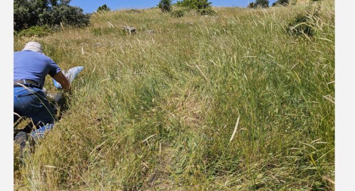 11-12-2025-FOTO+MIXALIS+KTINOTROFIA