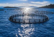 Ξεκινά νέο πρόγραμμα 26 εκ. ευρώ για τη μεταποίηση προϊόντων αλιείας και υδατοκαλλιέργειας