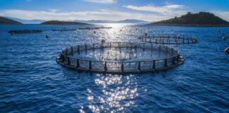 Ξεκινά νέο πρόγραμμα 26 εκ. ευρώ για τη μεταποίηση προϊόντων αλιείας και υδατοκαλλιέργειας