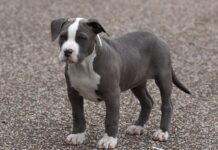 Ζάκυνθος: Συγκλονίζει ο θάνατος του 2χρονου από επίθεση πιτ μπουλ