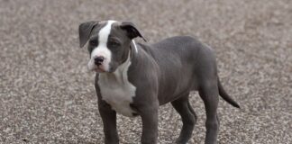 Ζάκυνθος: Συγκλονίζει ο θάνατος του 2χρονου από επίθεση πιτ μπουλ