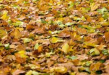 Θεσσαλονίκη: Τόνοι φύλλα σαρώνονται καθημερινά στον Δ. Θεσσαλονίκης και καταλήγουν για κομπόστ