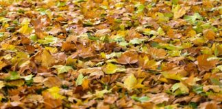 Θεσσαλονίκη: Τόνοι φύλλα σαρώνονται καθημερινά στον Δ. Θεσσαλονίκης και καταλήγουν για κομπόστ