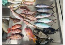 Περιβάλλον: Μικροπλαστικά στο ένα τρίτο των ψαριών που ερευνήθηκαν στον Ειρηνικό