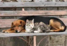 Ενημέρωση προς τους Δημότες από το Δήμο Αλεξάνδρειας για τη διαχείριση των αδέσποτων ζώων