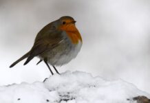 «Βουτιά» έκανε ο υδράργυρος στη Βόρεια Ελλάδα- Σε ποια σημεία χρειάζονται αντιολισθητικές αλυσίδες