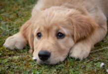 «Ρόδες ελπίδας: άνθρωποι που ξαναδίνουν κίνηση σε ζώα με αναπηρία»