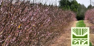 Ανακοινώθηκαν τα πορίσματα για εκτιμήσεις ζημιών από Παγετό για τις καλλιέργειες της Δ/Κ Αλεξάνδρειας