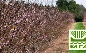 Ανακοινώθηκαν τα πορίσματα για εκτιμήσεις ζημιών από Παγετό για τις καλλιέργειες της Δ/Κ Αλεξάνδρειας ELGA pagetos