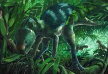 Επιστήμη: Ανακάλυψη απολιθωμάτων μικροσκοπικού δεινόσαυρου στην Ισπανία – Την ιδιαίτερη σημασία των ευρημάτων τονίζουν οι ερευνητές