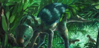 Επιστήμη: Ανακάλυψη απολιθωμάτων μικροσκοπικού δεινόσαυρου στην Ισπανία – Την ιδιαίτερη σημασία των ευρημάτων τονίζουν οι ερευνητές