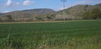 Πανεπιστήμιο Θεσσαλίας: Η καλλιέργεια της αγριοαγκινάρας προσφέρει σημαντικά ενεργειακά και περιβαλλοντικά οφέλη