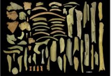 Επιστήμη: Γενετική ομοιομορφία των ύστερων Νεάντερταλ ίσως οδήγησε στην εξαφάνισή τους, αποκαλύπτει μελέτη Ελληνίδας ερευνήτριας