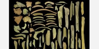 Επιστήμη: Γενετική ομοιομορφία των ύστερων Νεάντερταλ ίσως οδήγησε στην εξαφάνισή τους, αποκαλύπτει μελέτη Ελληνίδας ερευνήτριας