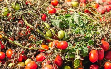 Ανακοινώθηκαν τα Πορίσματα εκτίμησης από τον καύσωνα της 25/7/2025 για τις καλλιέργειες Βιομηχ. τομάτας της Δ/Κ Σταυρού a132267e7609366e1a0183208da2cf25 viomhxaniki tomata 0